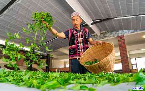 冰岛茶 *** 工艺视频，揭秘冰岛茶的 *** 工艺：一场视觉与味觉的宴！