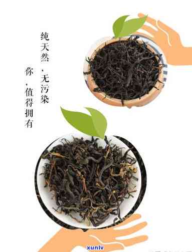 吉祥雀语红茶价格是多少？了解这款知名古树红茶与其他茶叶的区别及大红袍礼盒价格