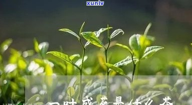 一叶成茗茶叶多少钱一盒，探究价格：一叶成茗茶叶一盒的售价是多少？