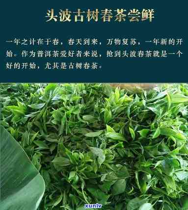 头春木茶叶多少钱-头春古树茶多少钱