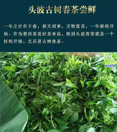 头春木茶叶多少钱-头春古树茶多少钱