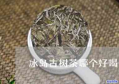 冰岛古树茶哪里好喝-冰岛古树茶哪里好喝一点