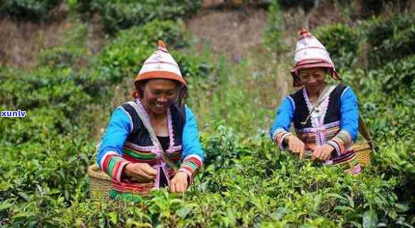 澜沧古茶在云南的地位，探秘云南茶叶王国：澜沧古茶的独特地位