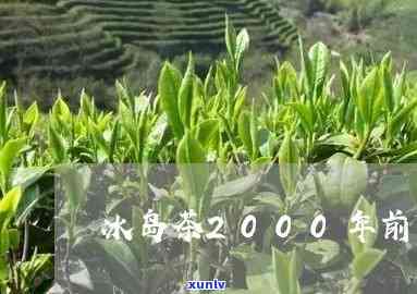 2000年有冰岛茶-2000年有冰岛茶吗