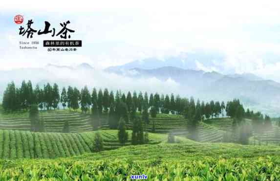 最美山水茶叶多少钱-最美山水茶叶多少钱一盒