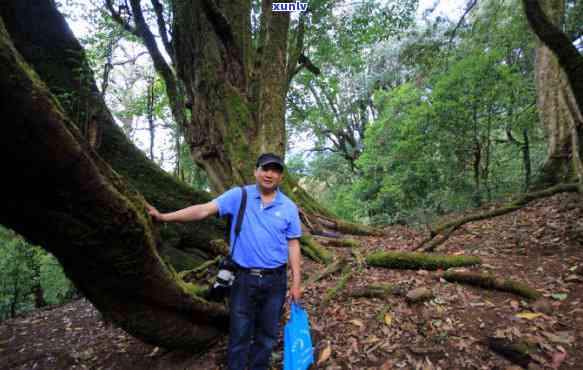 双江冰岛茶价格：产地、品质、市场行情全解析