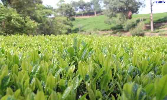 核心原产茶叶，揭秘核心原产茶叶的产地与品质特征