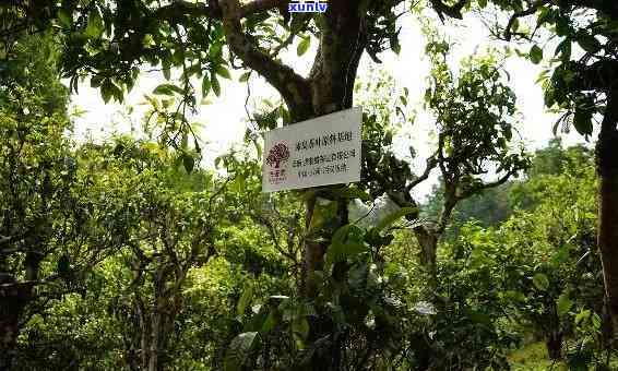 冰岛古树茶树龄，探究冰岛古树茶的神秘树龄