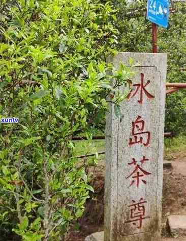 冰岛茶是什么么时候火起来的，冰岛茶：揭秘这款茶叶为何突然走红