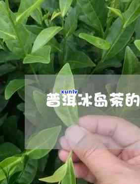 冰岛茶的指标是什么-冰岛茶的等级