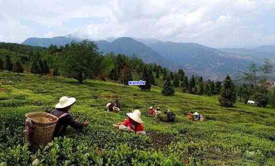 昆明卖茶叶，品味云南：昆明的茶叶场探秘