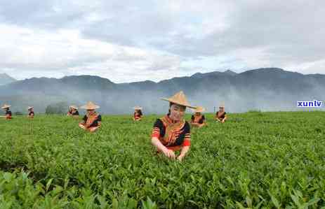 茶和天下茶叶多少钱-茶和天下茶叶多少钱黑毛茶