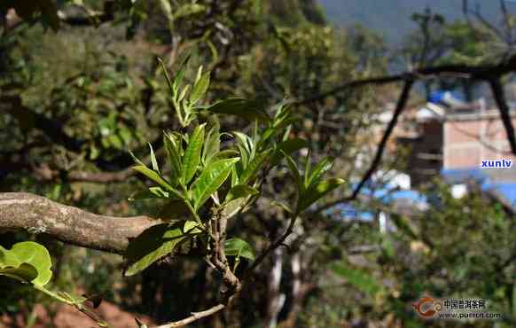 昆明冰岛古树茶采摘地点，探秘昆明冰岛古树茶的采摘地