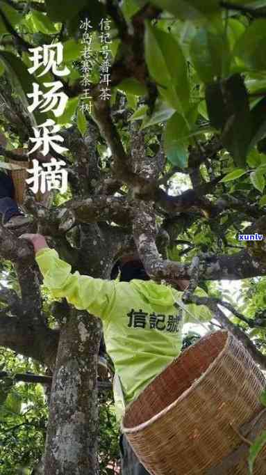 昆明冰岛古树茶采摘-昆明冰岛古树茶采摘时间表