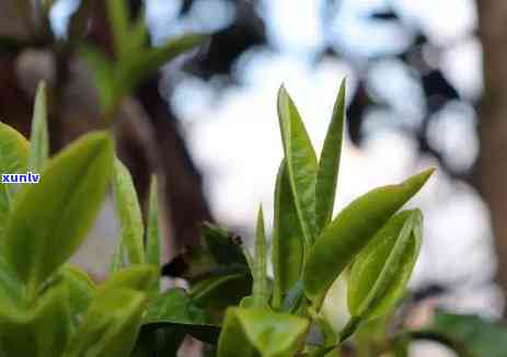 冰岛老寨的茶，品味冰岛老寨的独特茶香，感受大自然的馈赠