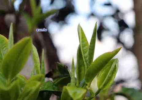 冰岛老寨的茶，品味冰岛老寨的独特茶香，感受大自然的馈赠