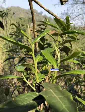 冰岛龙珠茶是生普还是熟，冰岛龙珠茶：生普还是熟普？探讨其茶叶种类