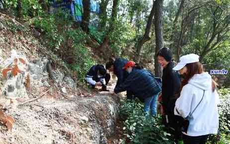 寻味茶叶茶价格铁盒-寻味茶叶茶价格铁盒多少钱