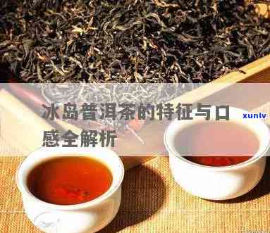 冰岛老茶特点与口感深度解析