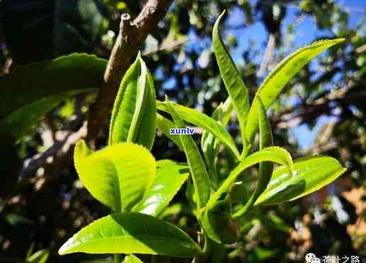 冰岛茶有多少对叶脉-冰岛茶的叶片