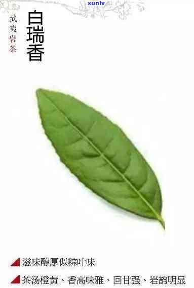 白瑞香茶：品质特征、属茶种类及口感特点全解析