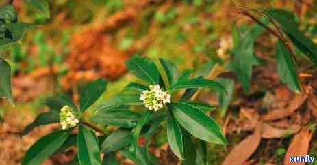 白瑞香茶：功效、作用、特征及禁忌全解析