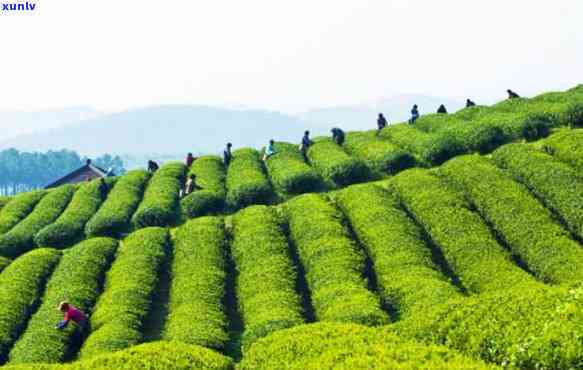 贵天下茶业：盘江茶厂官网、 *** 及员工待遇评价