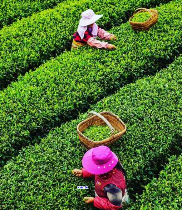 张家界什么茶有名，探寻湖南名茶：张家界有哪些知名茶叶？