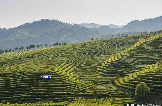 江西什么茶叶最出名-江西什么茶叶最出名产地