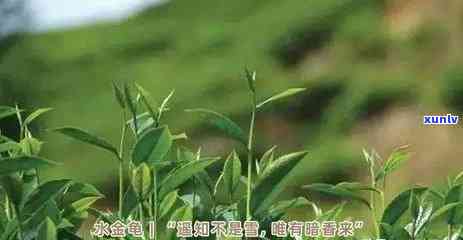 州有什么茶叶出名-州有什么茶叶出名的地方