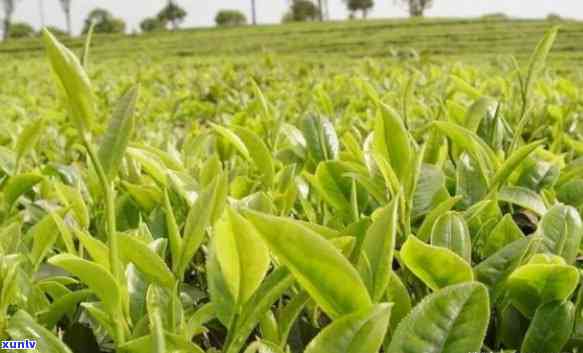 保茗茶是什么茶，探秘中国茶叶文化：保茗茶的起源与品种介绍