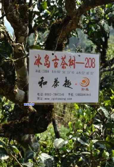 昆明冰岛古树茶订购-昆明冰岛古树茶订购 *** 