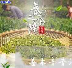 善木青茶叶价格查询-善木青茶叶价格查询表