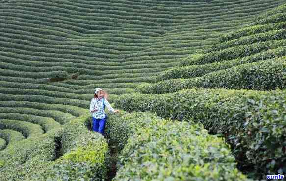 汉源茶叶，探索四川汉源的茶文化：品尝正宗汉源茶叶