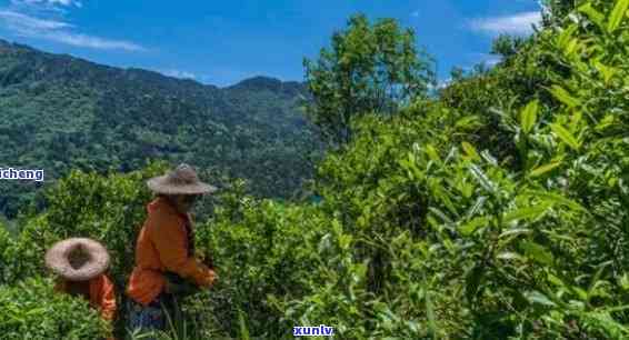 仙源红古茶，探索仙源红古茶的历与魅力