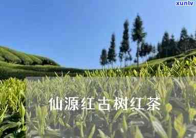 仙源红茶叶价格查询-仙源红茶叶价格查询表