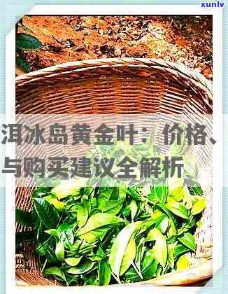 冰岛古树黄金叶普洱熟茶价格及功效介绍