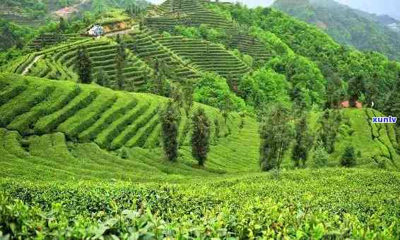 宜产什么茶，探秘湖北宜：揭秘其丰富的茶叶资源