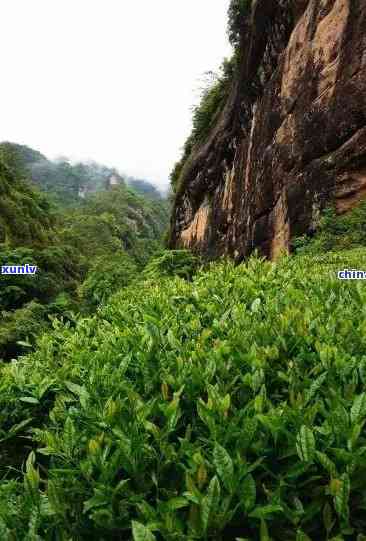 武夷山什么茶叶出名-武夷山什么茶叶出名最多