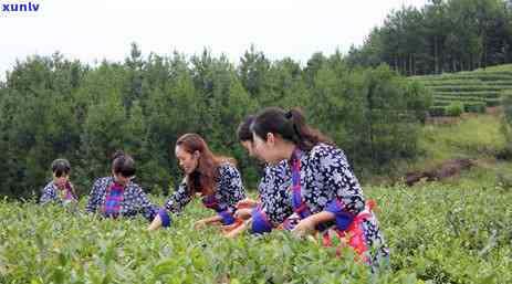 重庆有什么茶叶出名的，探索重庆：哪些茶叶声名远扬？