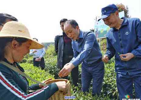 石门渫峰名茶：公司、店铺、价格、官网、地址全攻略