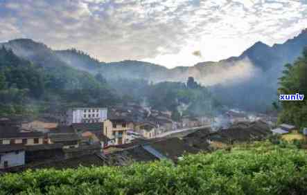 南平茶叶什么茶出名好喝？探索福建南平特色茶叶！