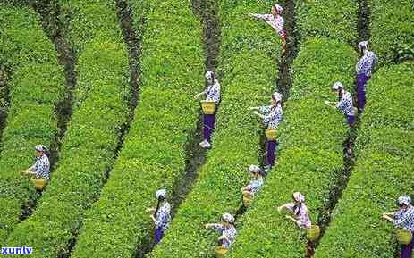 汉中何种茶叶最有名气？探究汉中知名茶叶品种