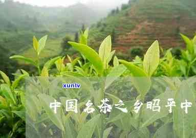 昭平名茶有什么，探索昭平名茶的魅力：揭秘世界知名的茶叶