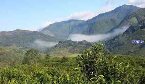 临沧冰岛古树茶名录-临沧冰岛古树茶多少钱一斤