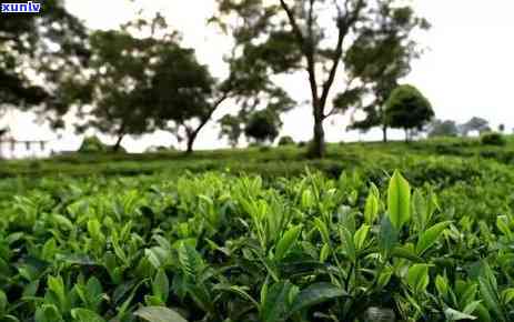 茶叶明前茶，品味春天的馈赠：明前茶的魅力与品尝指南