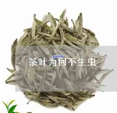 茶叶为什么不会生虫，揭秘茶叶不生虫的秘密