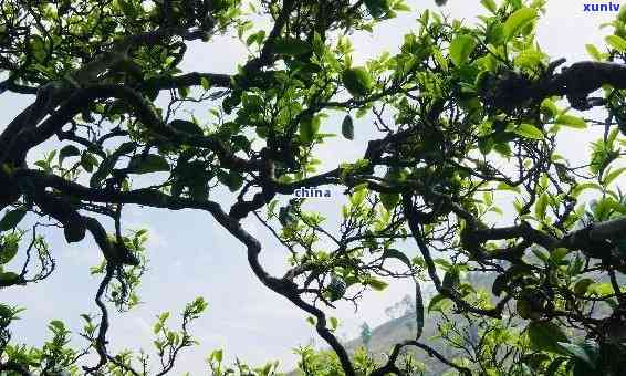 临沧冰岛茶树图片，探索云南特色：临沧冰岛茶树的美丽图片