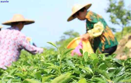 江什么茶叶卖的，揭秘广东江最畅销茶叶，你不可错过的茶香之旅