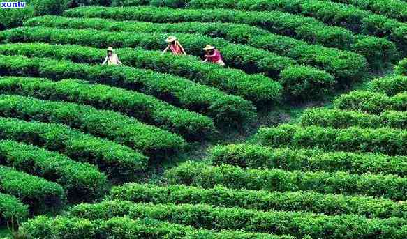 江什么茶叶卖的，揭秘广东江最畅销茶叶，你不可错过的茶香之旅